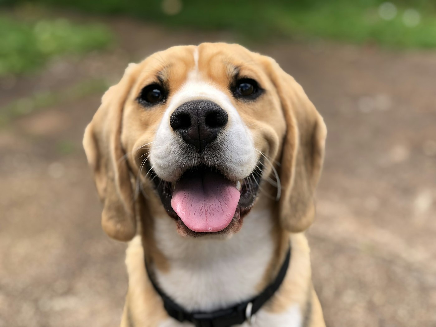 Glücklicher Hund mit smarter Marke